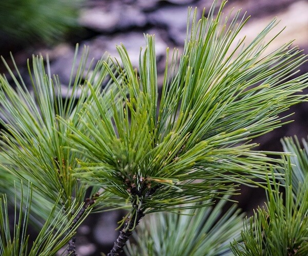 Rare plant gallery image 3