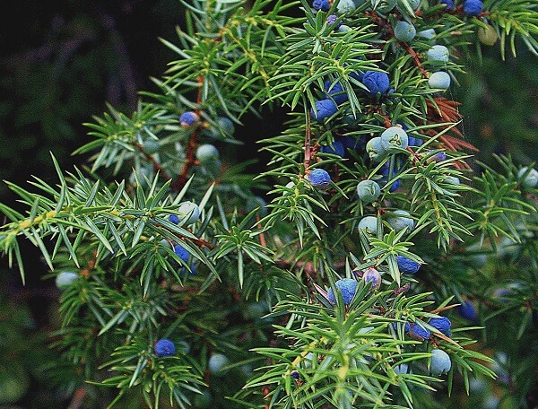 Rare plant gallery image 4