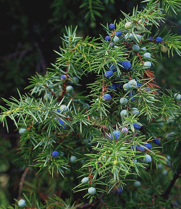 Juniper with blue berries