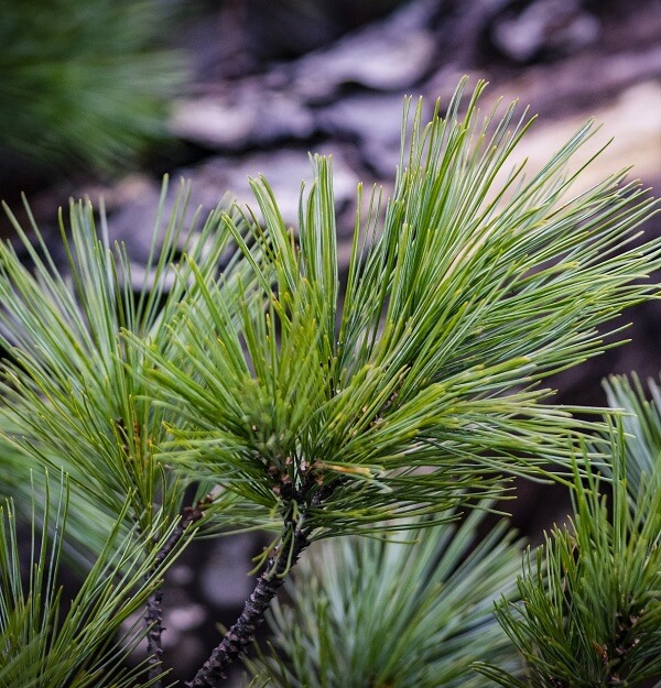 Siberian cedar