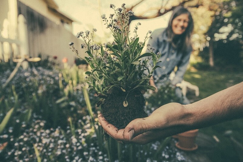 Potted rare plant